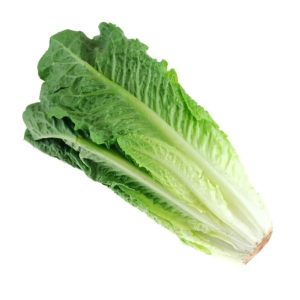 Lettuce Iran